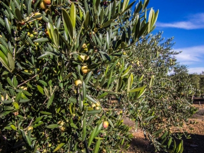 ¿Qué es el aceite refinado?